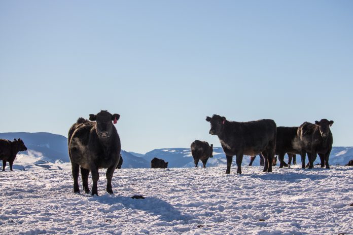cattle in snow cattle in snow