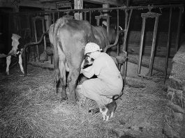 Enos Royer farm, Lancaster County, Pennsylvania. Mrs. Royer milking