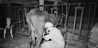 Enos Royer farm, Lancaster County, Pennsylvania. Mrs. Royer milking