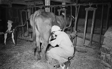 A brief history of dairy pricing Enos Royer farm, Lancaster County, Pennsylvania. Mrs. Royer milking