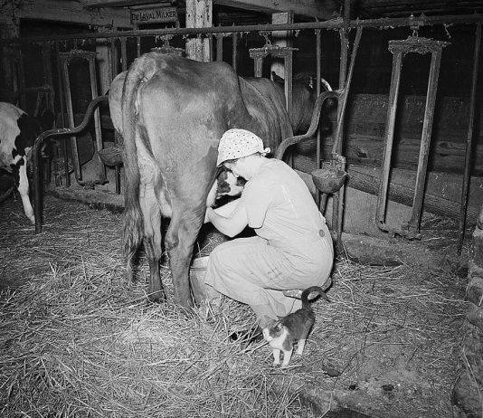 Enos Royer farm, Lancaster County, Pennsylvania. Mrs. Royer milking