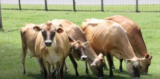 Jersey cows grazing in a field.