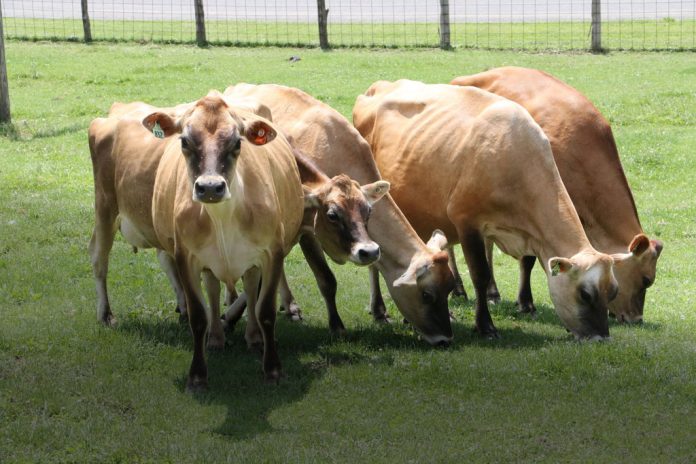 Jersey cows grazing in a field. Jersey cows grazing in a field.