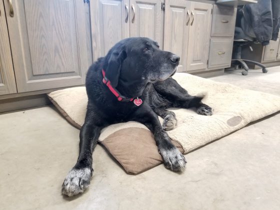 dog on dog bed in dairy office