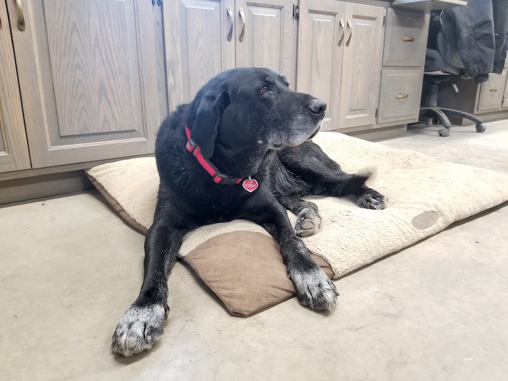 dog on dog bed in dairy office