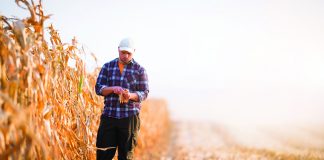 A young farmer examines corn seed in a corn field.