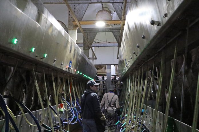 DairyDilemmaAndreasMilkingParlor3 men in milking parlor