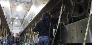man in milking parlor