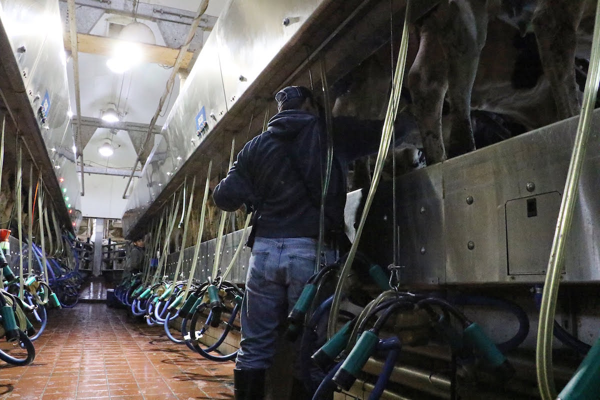 man in milking parlor