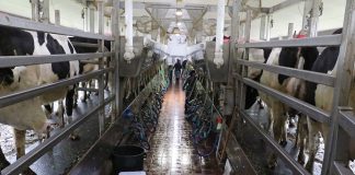milking parlor