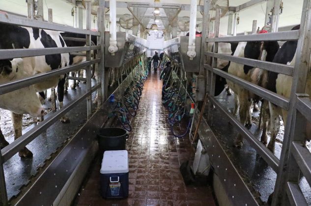 milking parlor