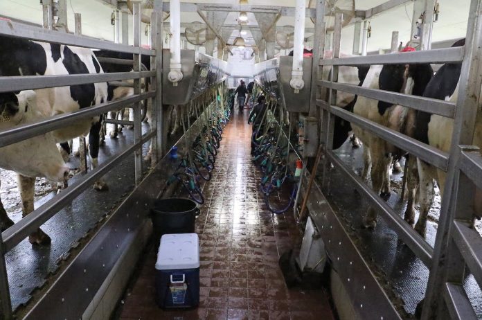 Andreas Farms Milking parlor milking parlor