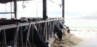 andreas farm holstein dairy cows