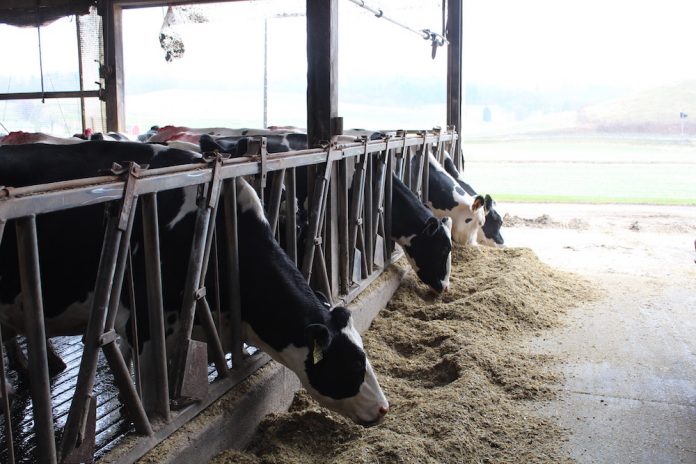andreas farm holstein dairy cows andreas farm holstein dairy cows