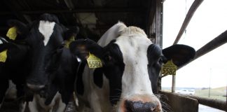 holstein