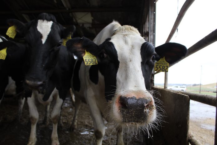 holstein holstein