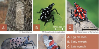 Spotted Lanternfly life stages