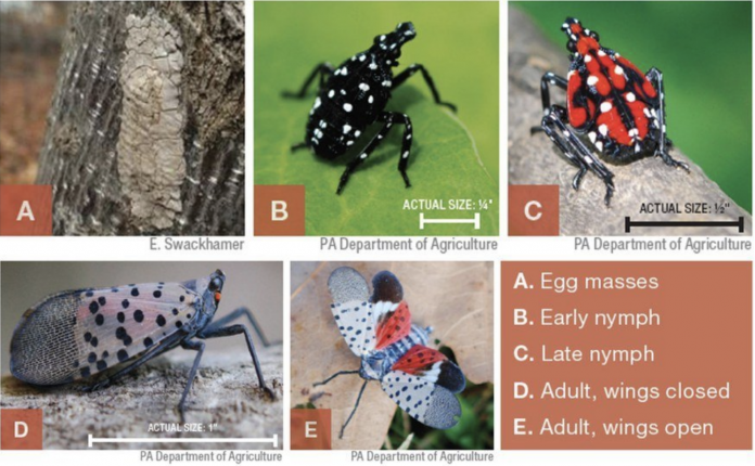 Spotted Lanternfly life stages Spotted Lanternfly life stages