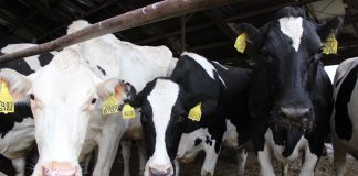 dairy cattle look imploringly at the camera person