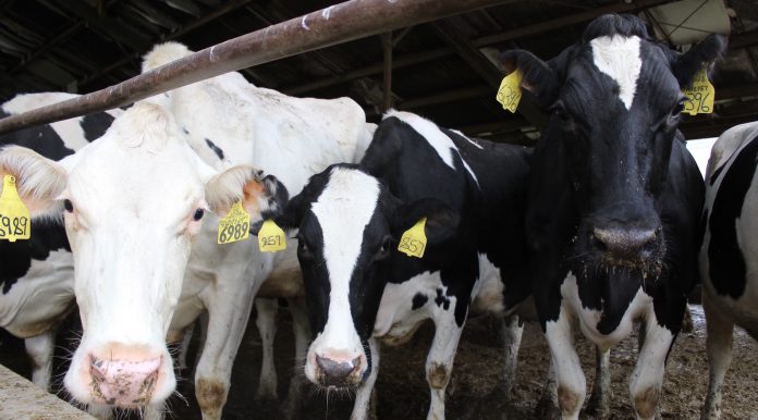 dairy cattle look imploringly at the camera person