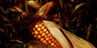 corn