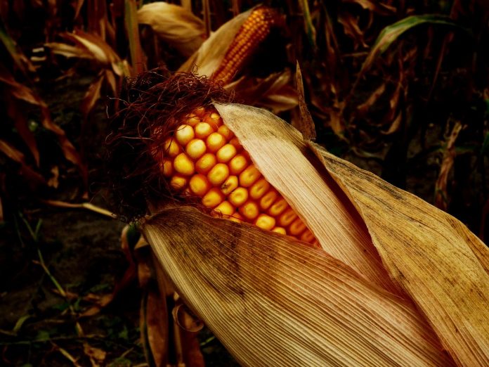 corn corn