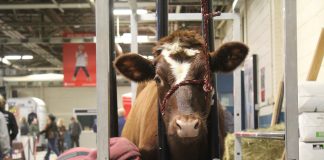 man clips cow at farm show