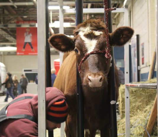 Pennsylvania invests big in dairy man clips cow at farm show