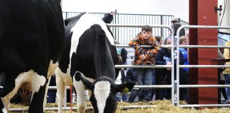 calf cow at pa farm show