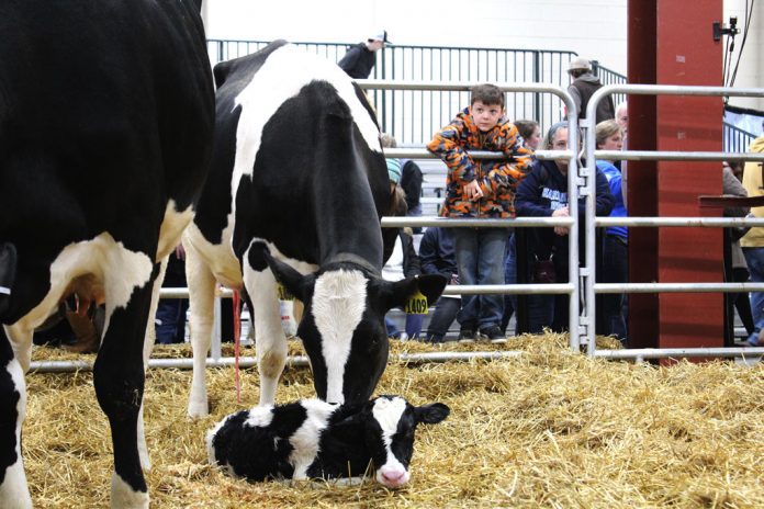 calf cow at pa farm show calf cow at pa farm show