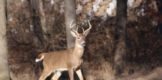 deer