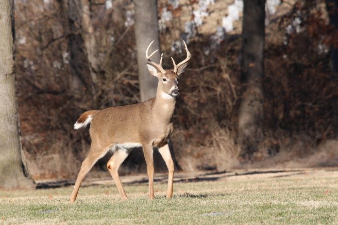 deer deer