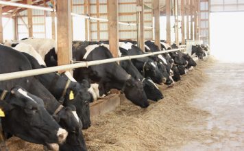 Dairy Margin Coverage Holestiens eating