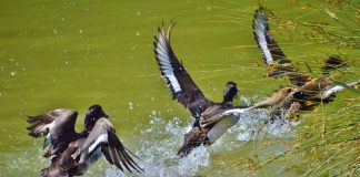 duck