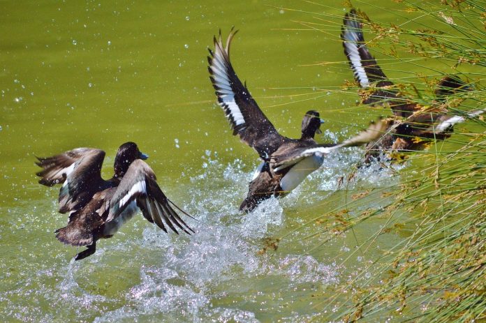 duck duck