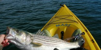 striped bass