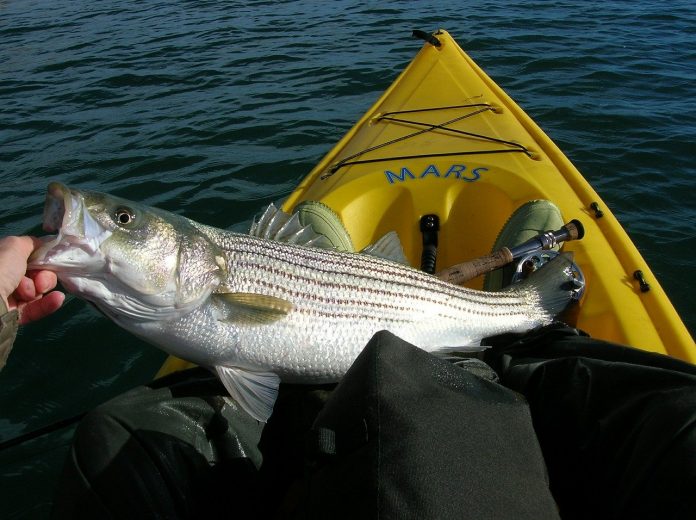 striped bass striped bass