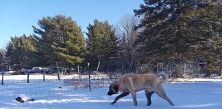 farei kennels fitz