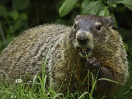 groundhog