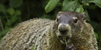 groundhog