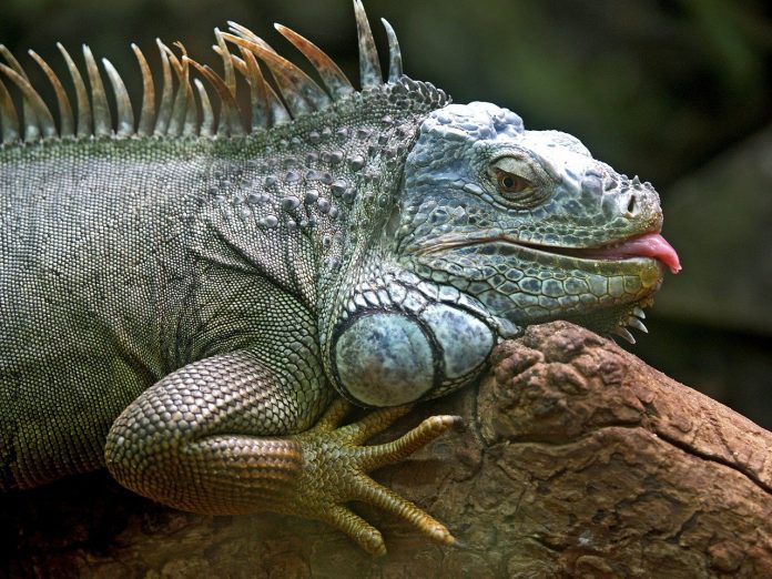 iguana iguana