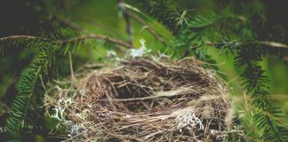 empty nest