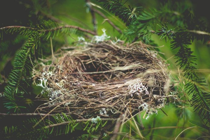empty nest empty nest