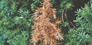damaged bush