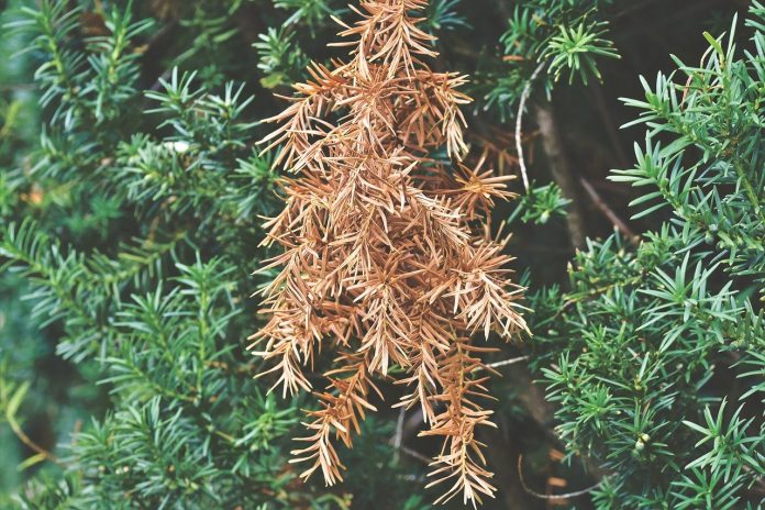 damaged bush damaged bush