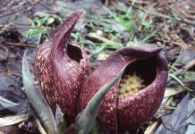 Skunk cabbage: aromatic, early sign of spring Skunk cabbage in full bloom. (Ohio State University photo)