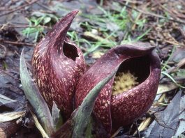 Skunk cabbage in full bloom. (Ohio State University photo)