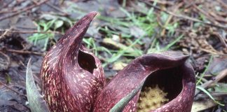 Skunk cabbage in full bloom. (Ohio State University photo)