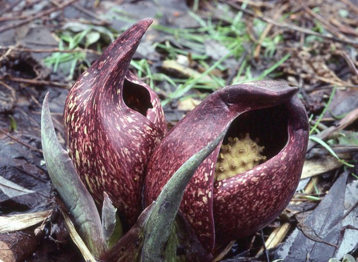 Skunk cabbage in full bloom. (Ohio State University photo) Skunk cabbage in full bloom. (Ohio State University photo)