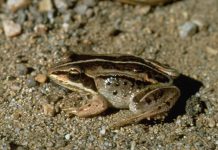 The ‘raccoon’ frog can’t wait to sing its spring song Wood frog